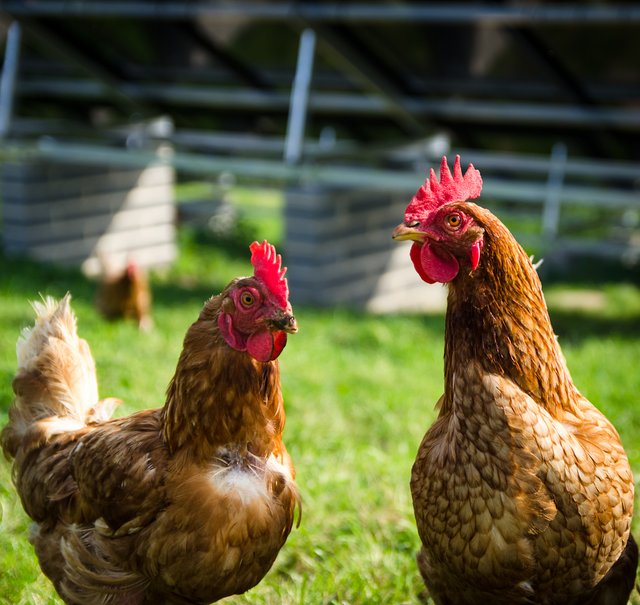 Free Range Hens at East Briscoe, Teesdale